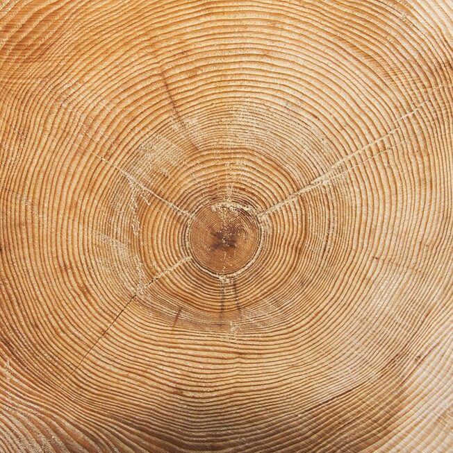 wood grain tree rings